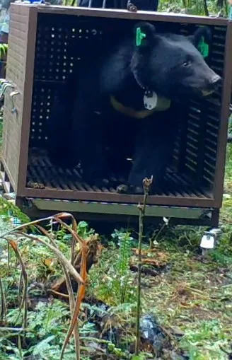 力鹿克2023年6月12日野放照。林保署花蓮分署提供