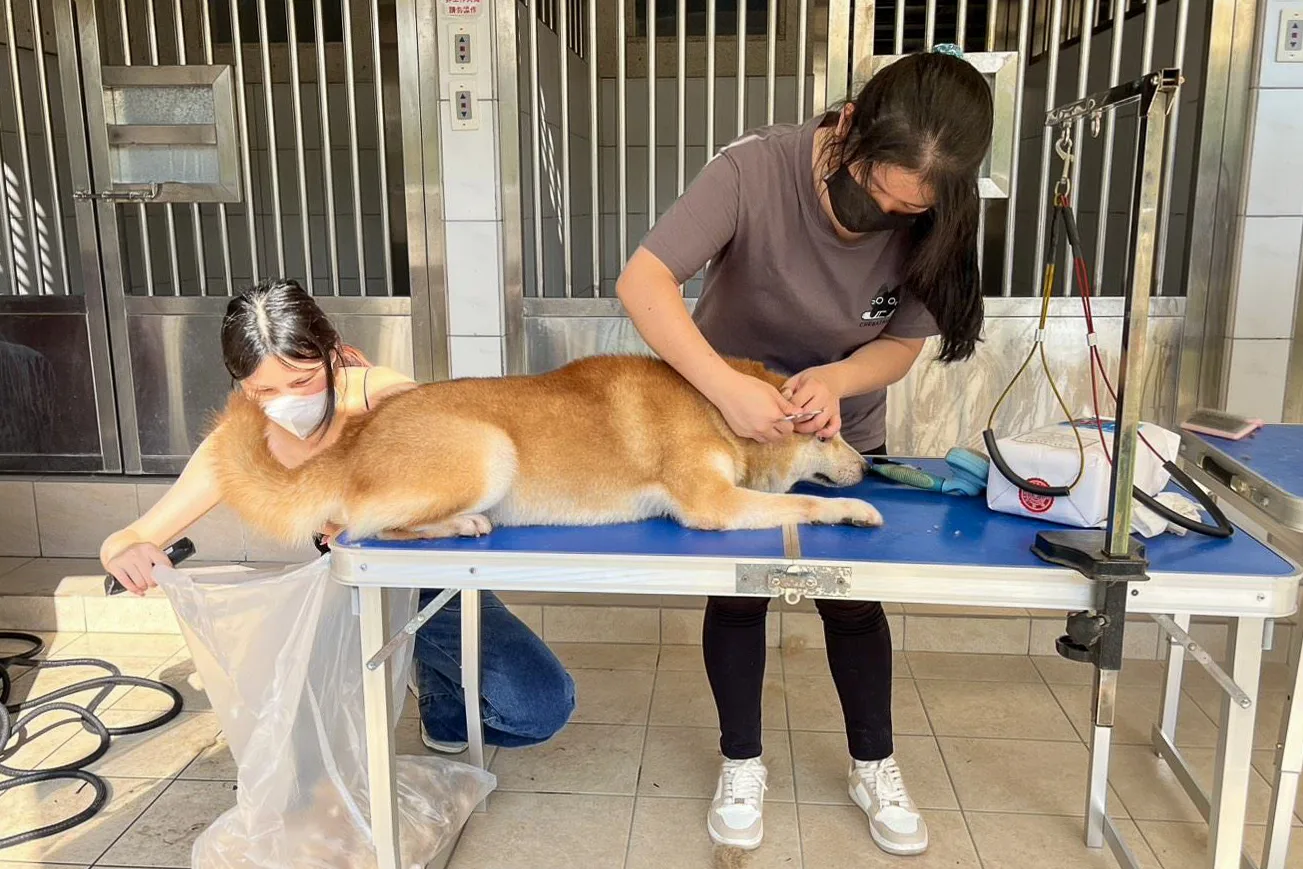 元培科技大學寵物保健系的教師與學生主動協助,為柴犬提供專業美容服務。新竹縣政府提供