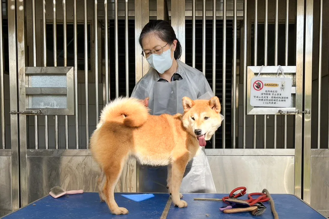 元培科技大學寵物保健系的教師與學生主動協助,為柴犬提供專業美容服務。新竹縣政府提供