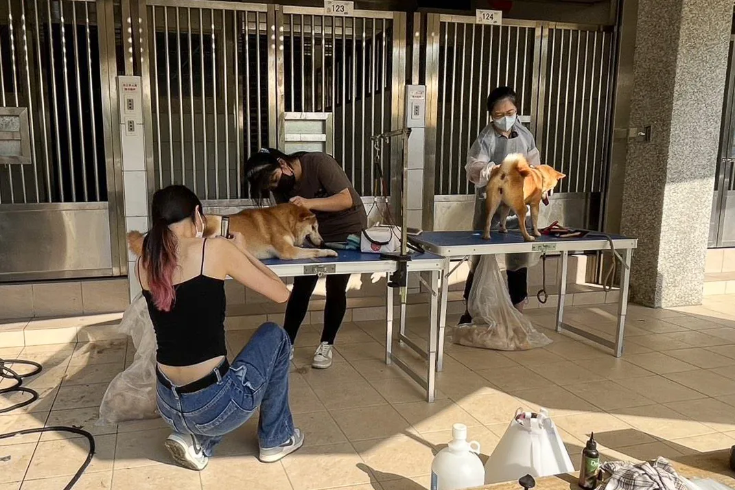 元培科技大學寵物保健系的教師與學生主動協助,為柴犬提供專業美容服務。新竹縣政府提供