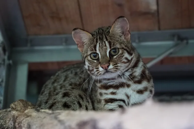 台北市立動物園石虎媽「春捲」(圖)。台北市立動物園提供