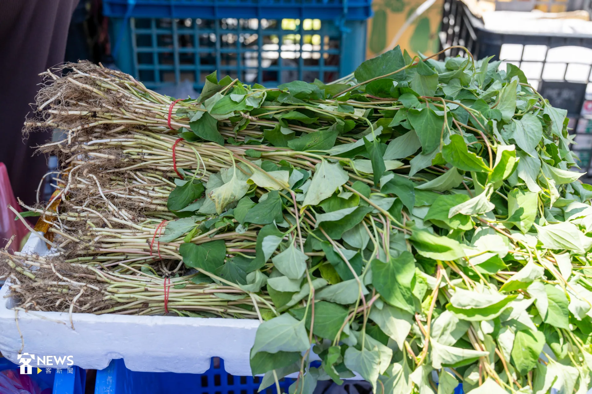 客家人會用魚腥草熬煮青草茶。宋佩遙攝