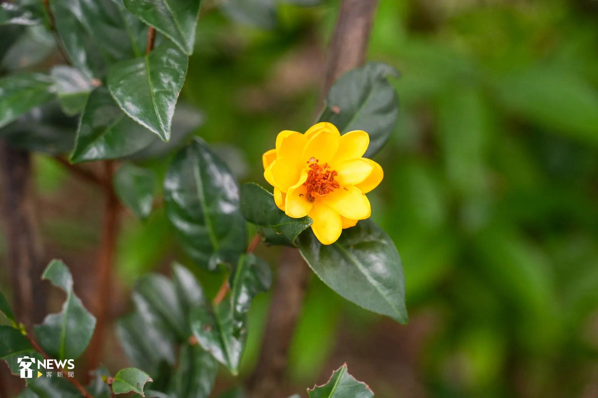 根據《酸柑茶人》，古籍中產於東方的神祕金花茶，也是入茶的材料。蔡依璇攝