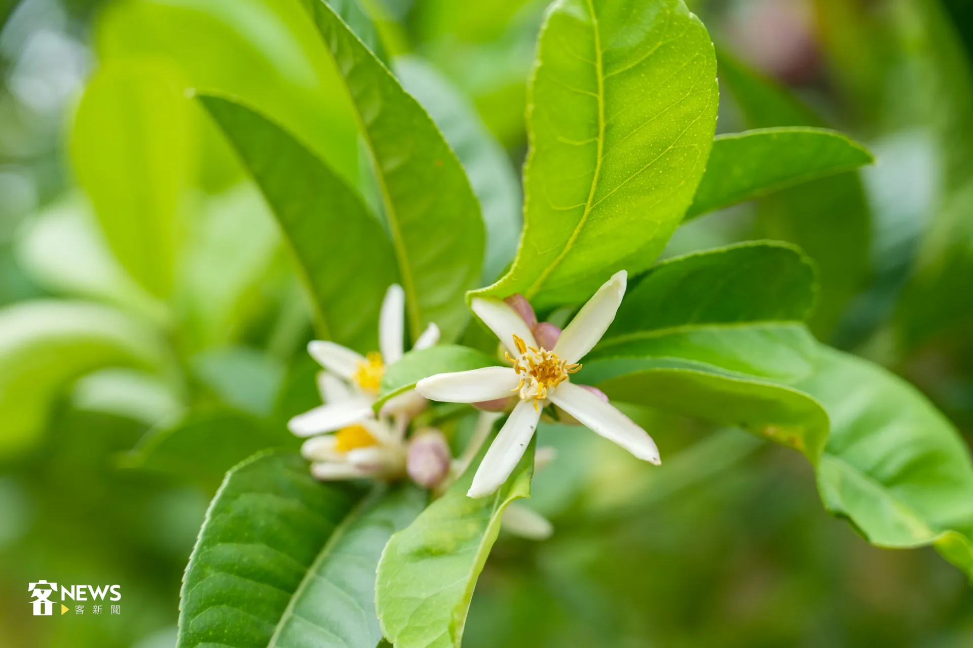 佛手柑開著白花，外面帶點粉紫。蔡依璇攝