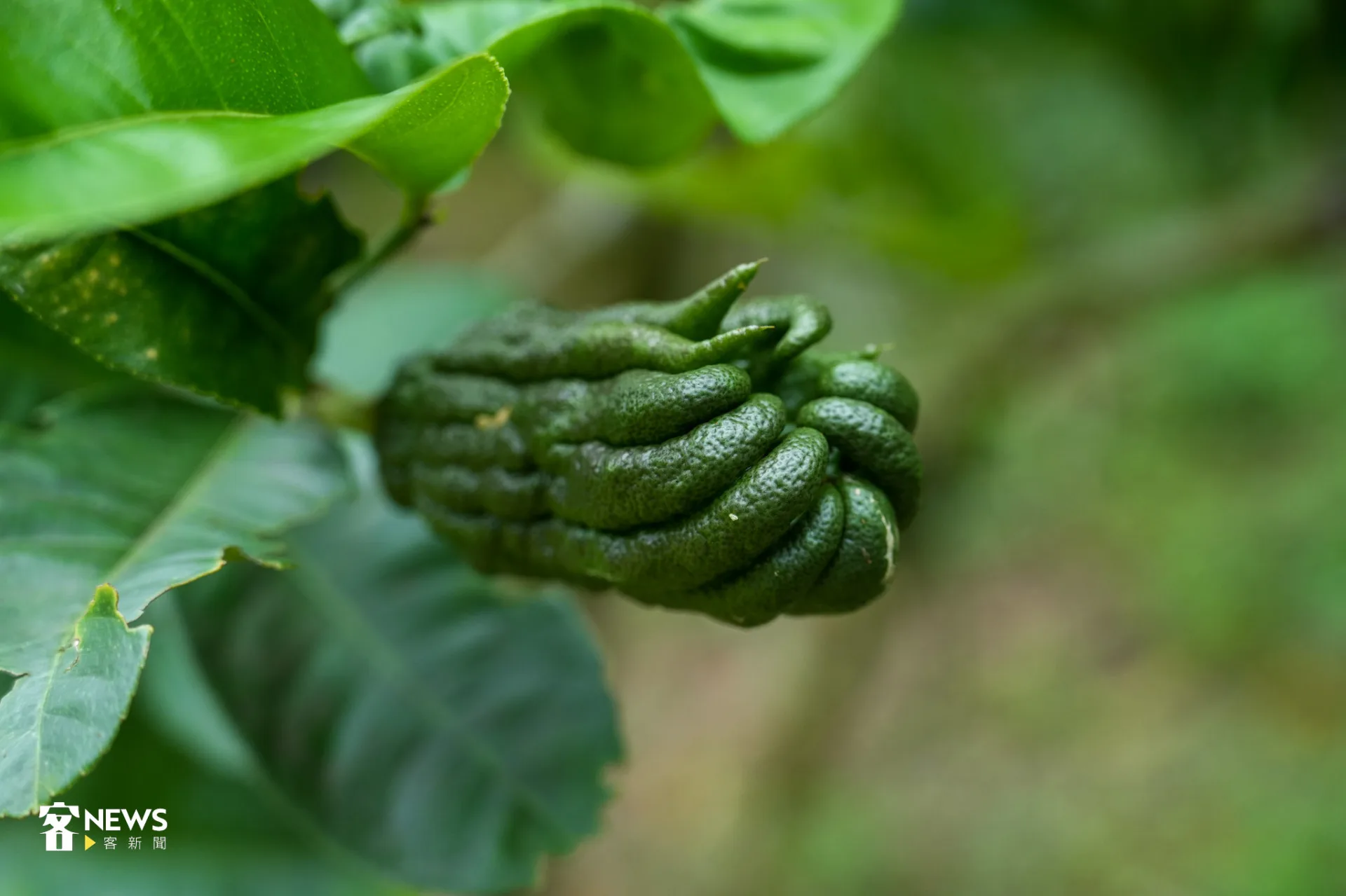 佛手柑是客家重要的民族植物。蔡依璇攝