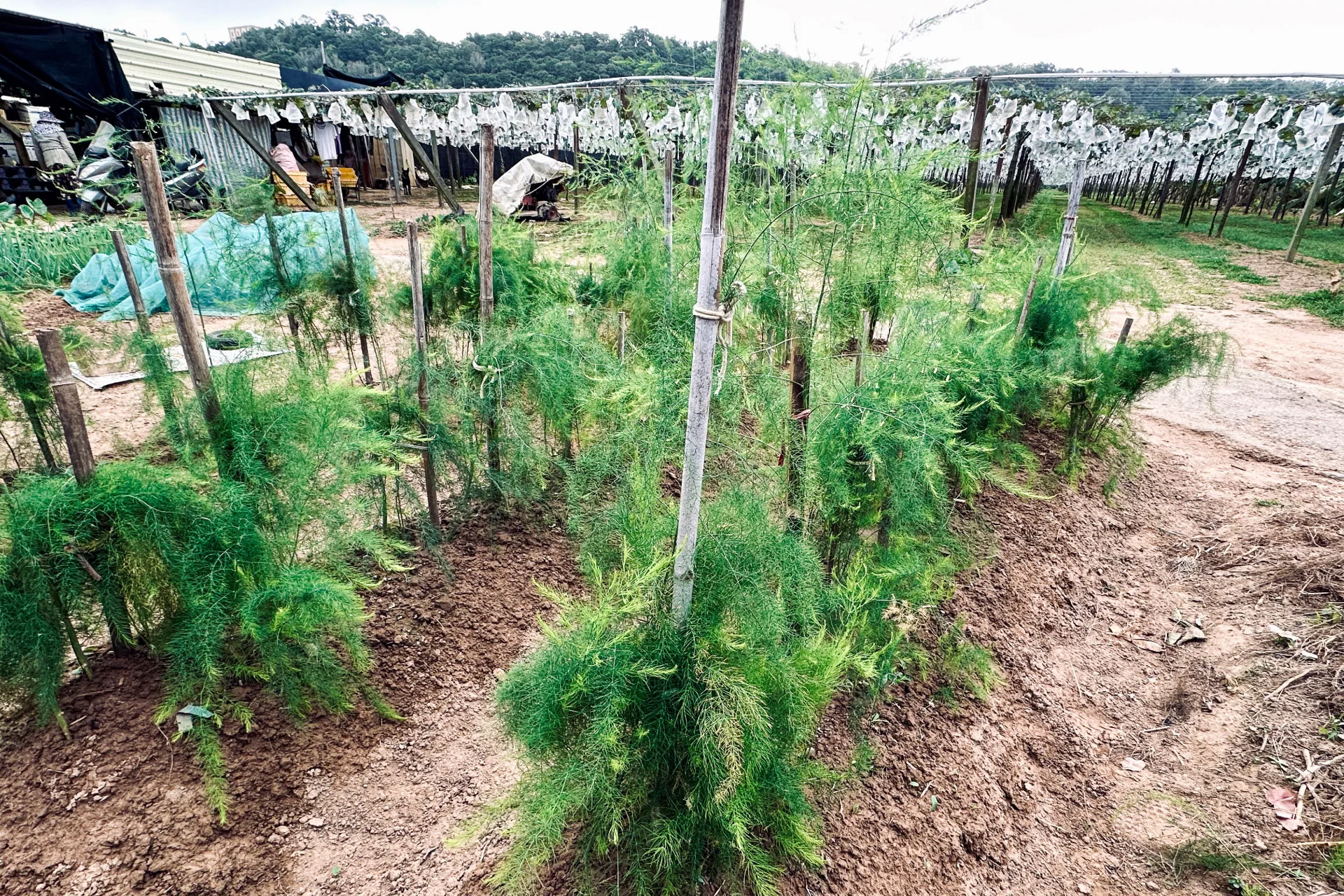 大甲溪畔的葡萄園留了兩壠種蘆筍。蕭秀琴攝