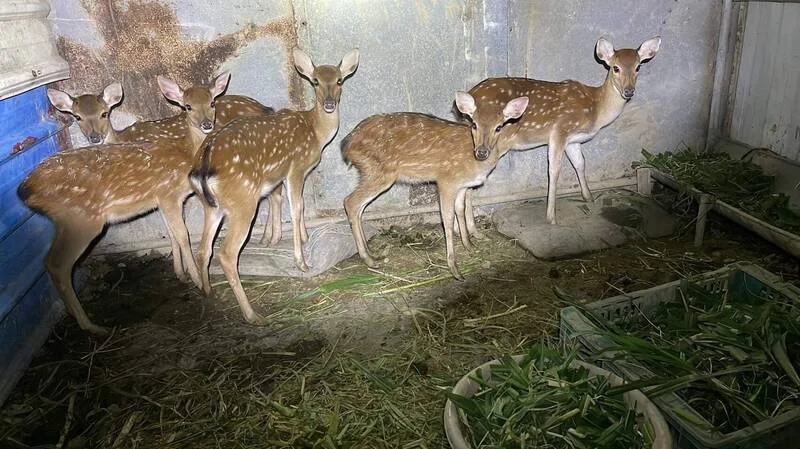 保七總隊多月蒐證破獲盜獵梅花鹿集團,拘提四名嫌犯,查扣土製獵槍與手機。保七總隊第八大隊提供