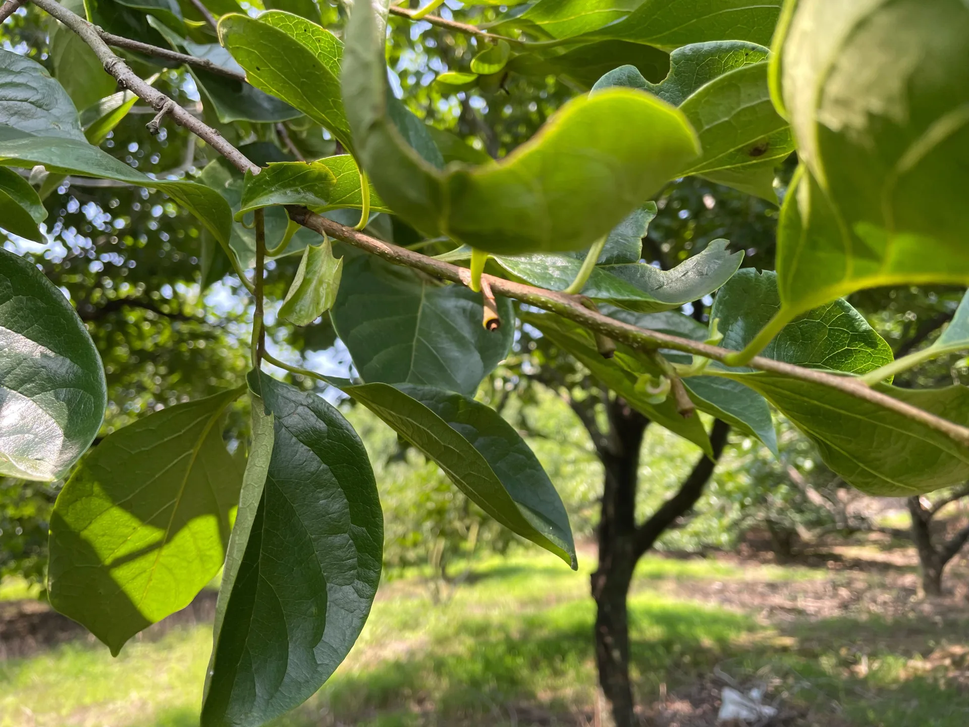 北埔鄉、峨眉鄉及關西鎮柿子,因受4月雨害影響,造成柿子開花著果期落果災情。竹縣府提供