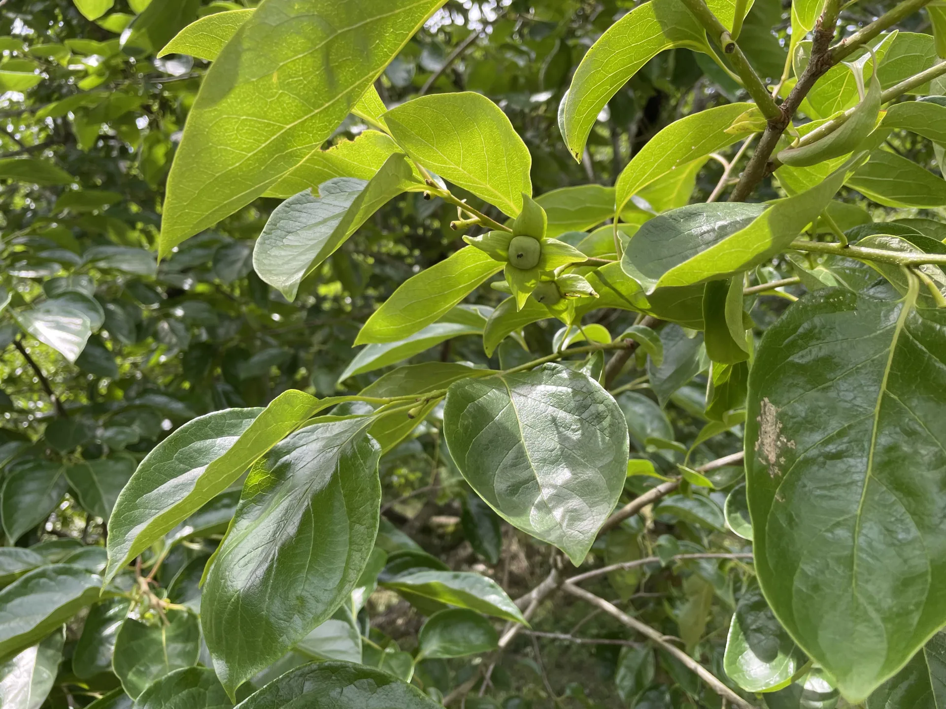 北埔鄉、峨眉鄉及關西鎮柿子,因受4月雨害影響,造成柿子開花著果期落果災情。竹縣府提供