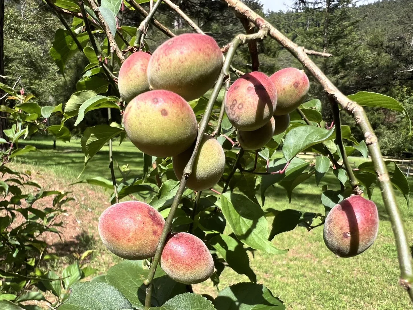 武陵農場的胭脂梅，經常被誤認為芒果。武陵農場提供