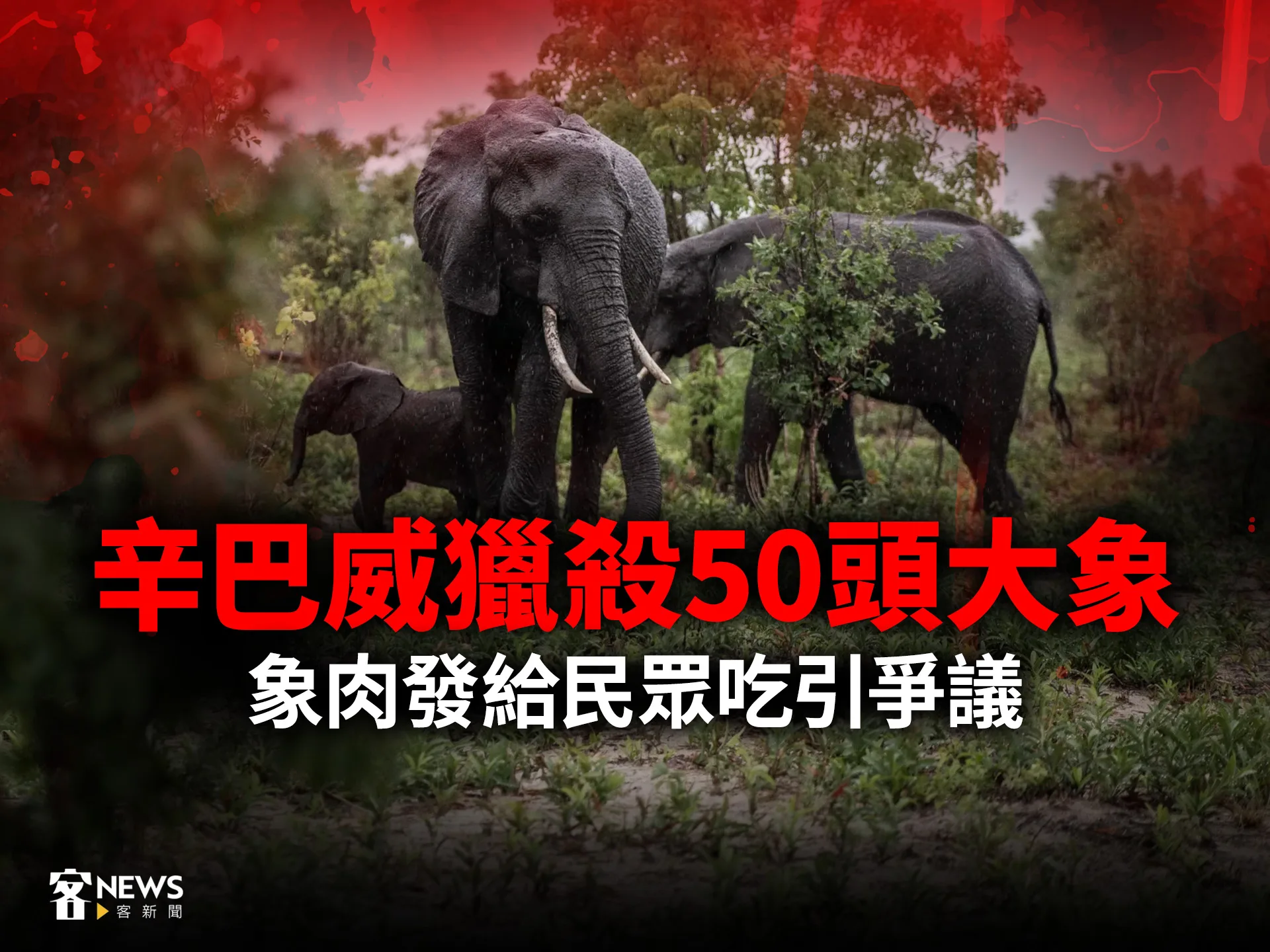 辛巴威獵殺50頭大象　象肉發給民眾吃引爭議