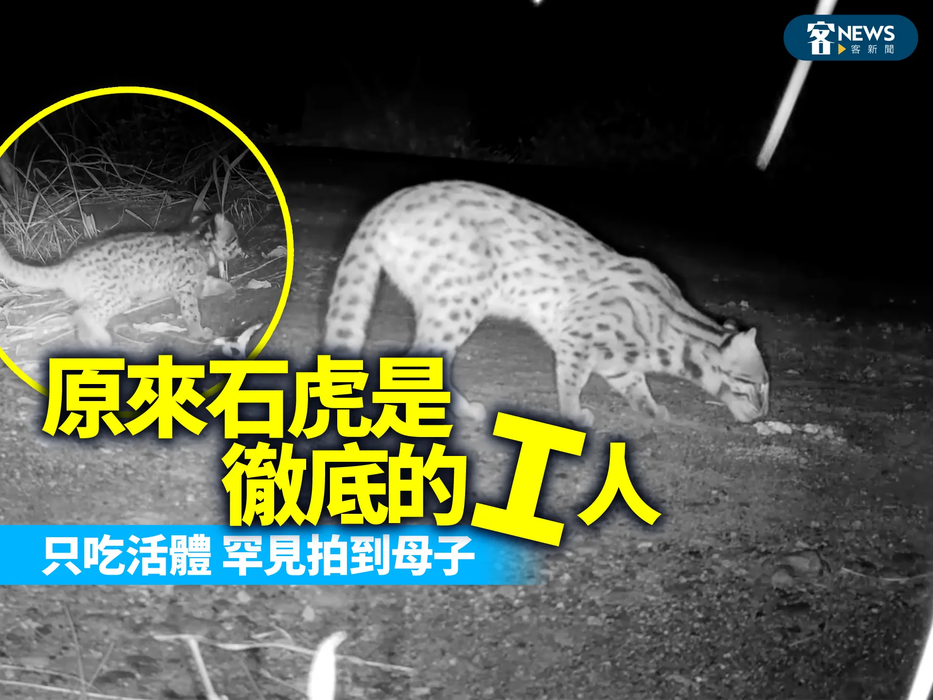 原來石虎是徹底的I人、只吃活體 罕見拍到母子(有影片)