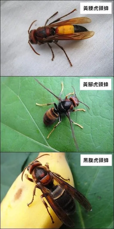 居家或戶外常見的虎頭蜂種。臺北市動物保護處提供