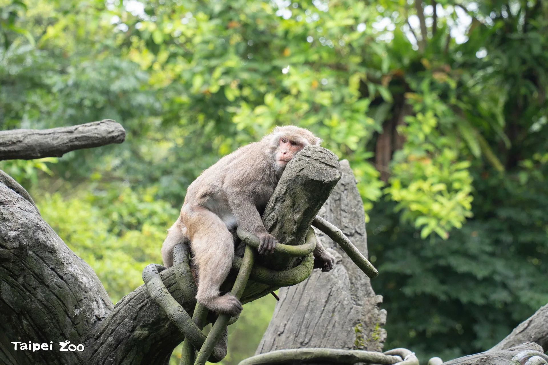 北市動物園6月18日起休園至6月27日,提醒遊客別撲空啦。臺北市立動物園提供