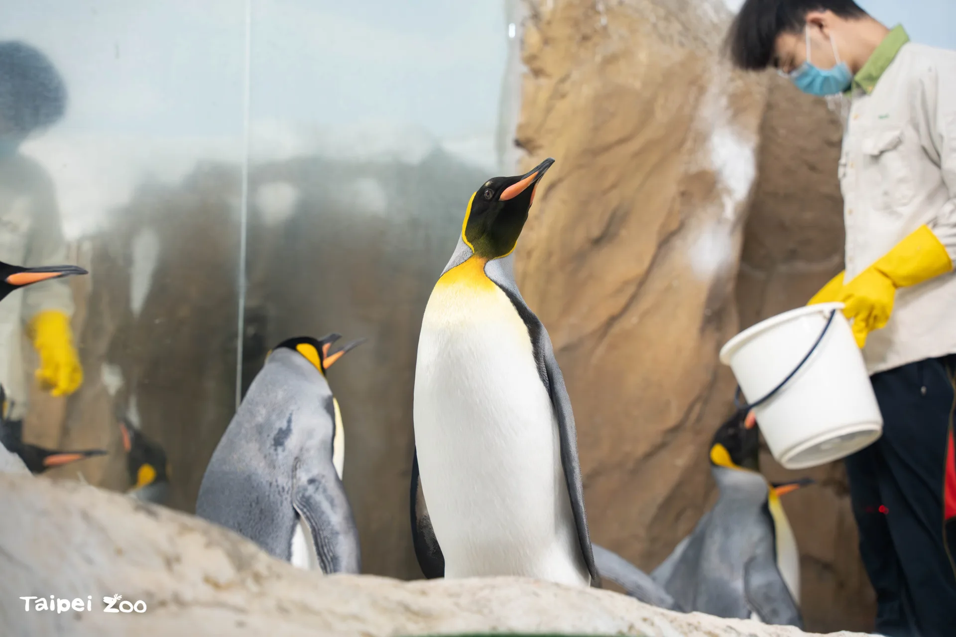 不對外開放的這10天當中,動物園的同仁們可以緊鑼密鼓地補強及更新動物們的室內外活動環境,例如,國王企鵝活動場的安全止滑鋪設。臺北市立動物園提供