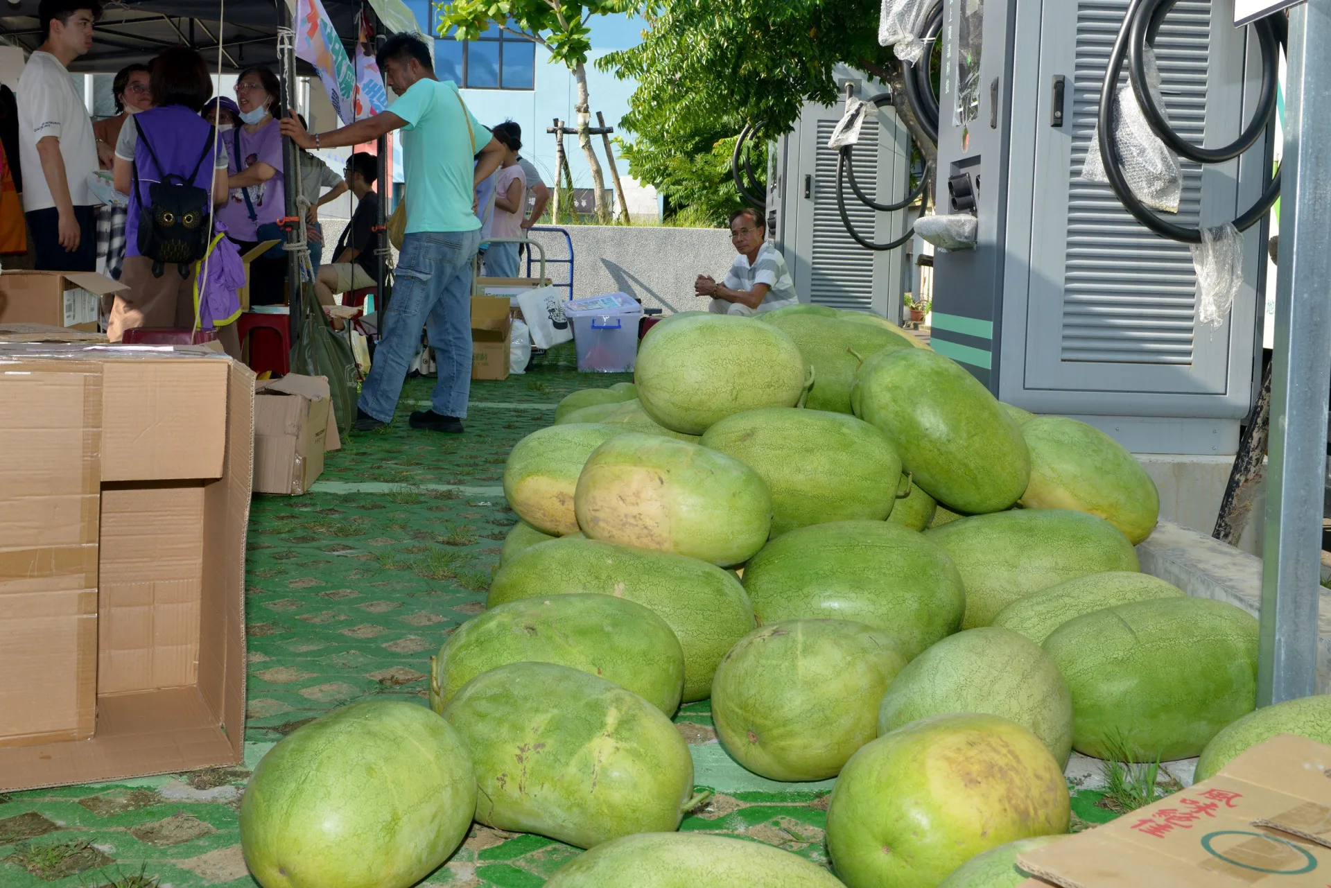 2025年後龍西瓜節「龍來呷西瓜」,公所準備給民眾品嘗的大西瓜。