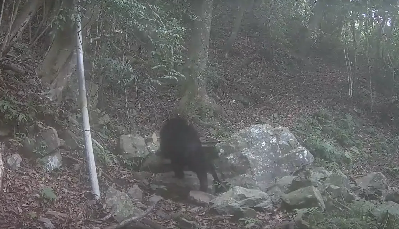 台中市和平區南勢部落使用改良式獵具，避免誤捕非目標物種，今年二度捕捉到黑熊在淺山地區現身畫面，黑熊搖擺前行，模樣可愛。林保署台中分署提供