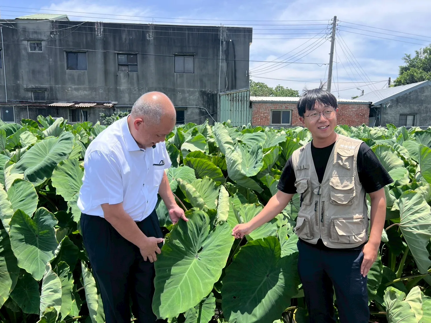 環保局說明,過去沼液施灌多以稻作為主,今年進一步推廣應用於多樣化農作,以契作方式,與大甲農會總幹事黃瑞祥(左)及芋農蘇建中(右)共同推廣沼液再利用於芋頭種植。台中市政府提供