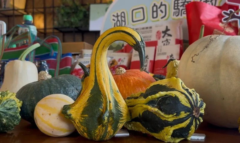 新竹湖口鄉瓜瓜節展示造型南瓜。中央社
