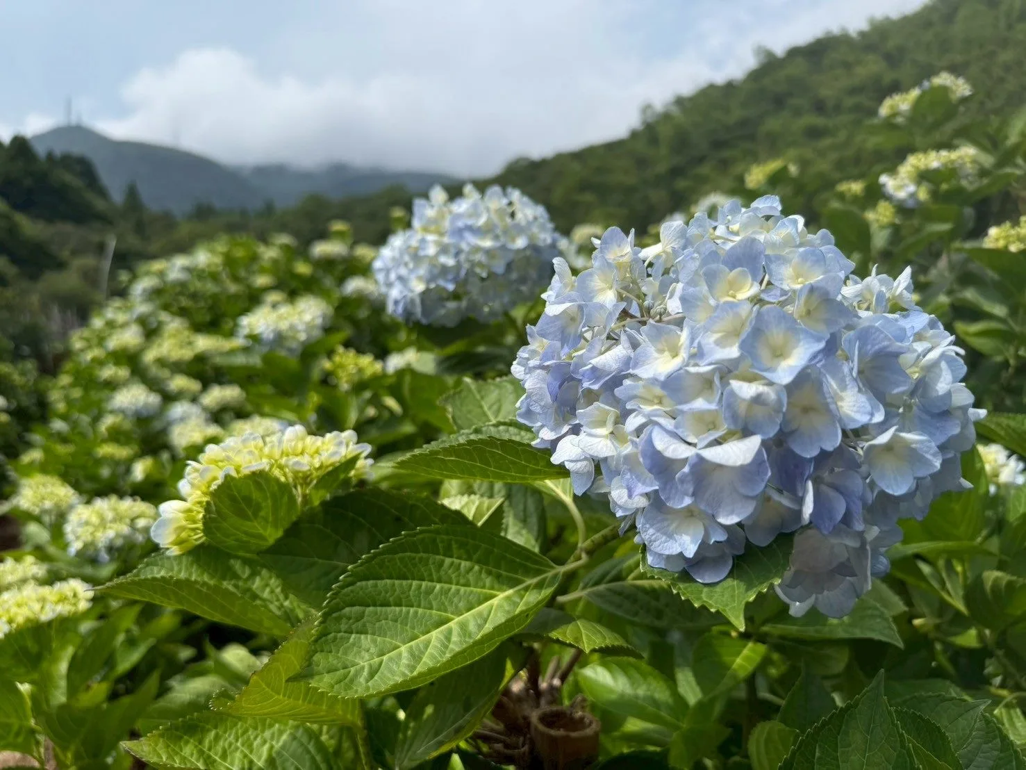 5月初夏到來,台北市北投湖田社區也迎來「繡球花季」。台北市政府工務局提供