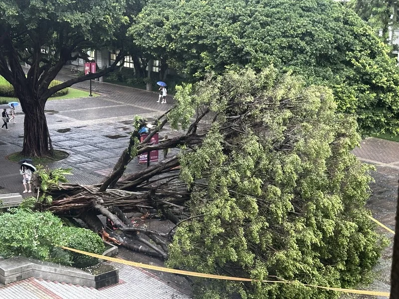 台中市13日一整天雨勢不斷,下午5時3分在逢甲大學校內發生有大榕樹倒塌意外,事故導致1死3傷。<br />中央社