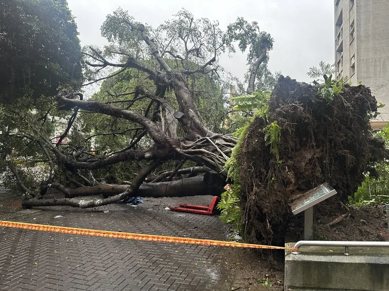 台中市13日一整天雨勢不斷,下午5時3分在逢甲大學校內發生有大榕樹倒塌意外,事故導致1死3傷。<br />中央社