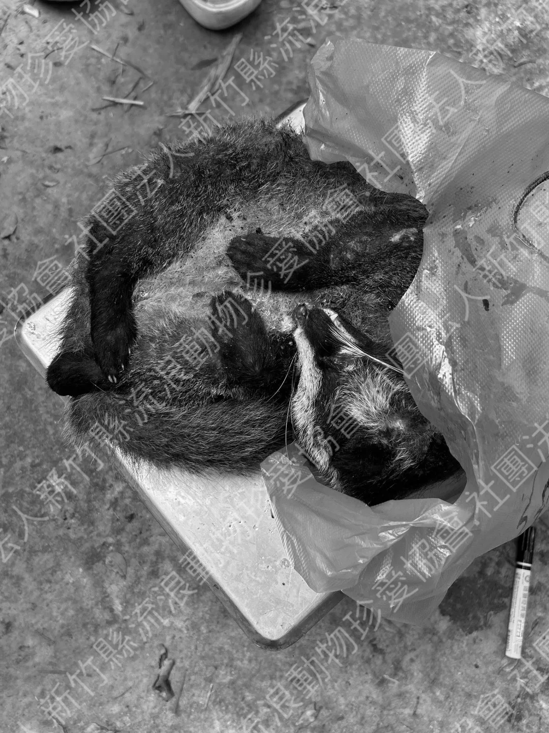 現場查獲冷凍的動物。新竹縣流浪動物珍愛協會提供