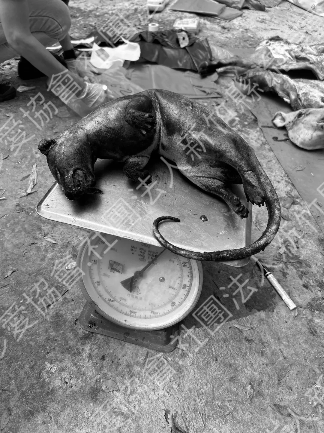 現場查獲冷凍的動物。新竹縣流浪動物珍愛協會提供