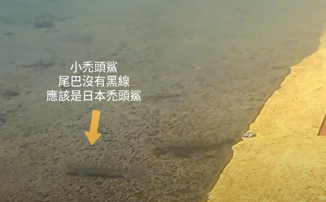 碧潭堰魚道水下AI辨識監視器,監測到原生種魚類上溯(日本禿頭鯊)。圖/新北市水利局