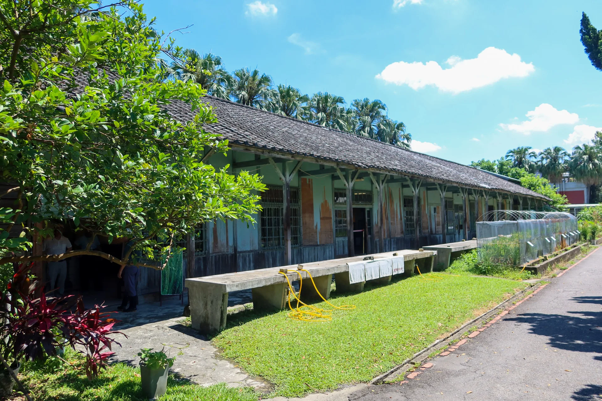 舊高等農林學校作業室又稱為「磯永吉小屋」,長期展出台灣稻米發展史。何來美攝