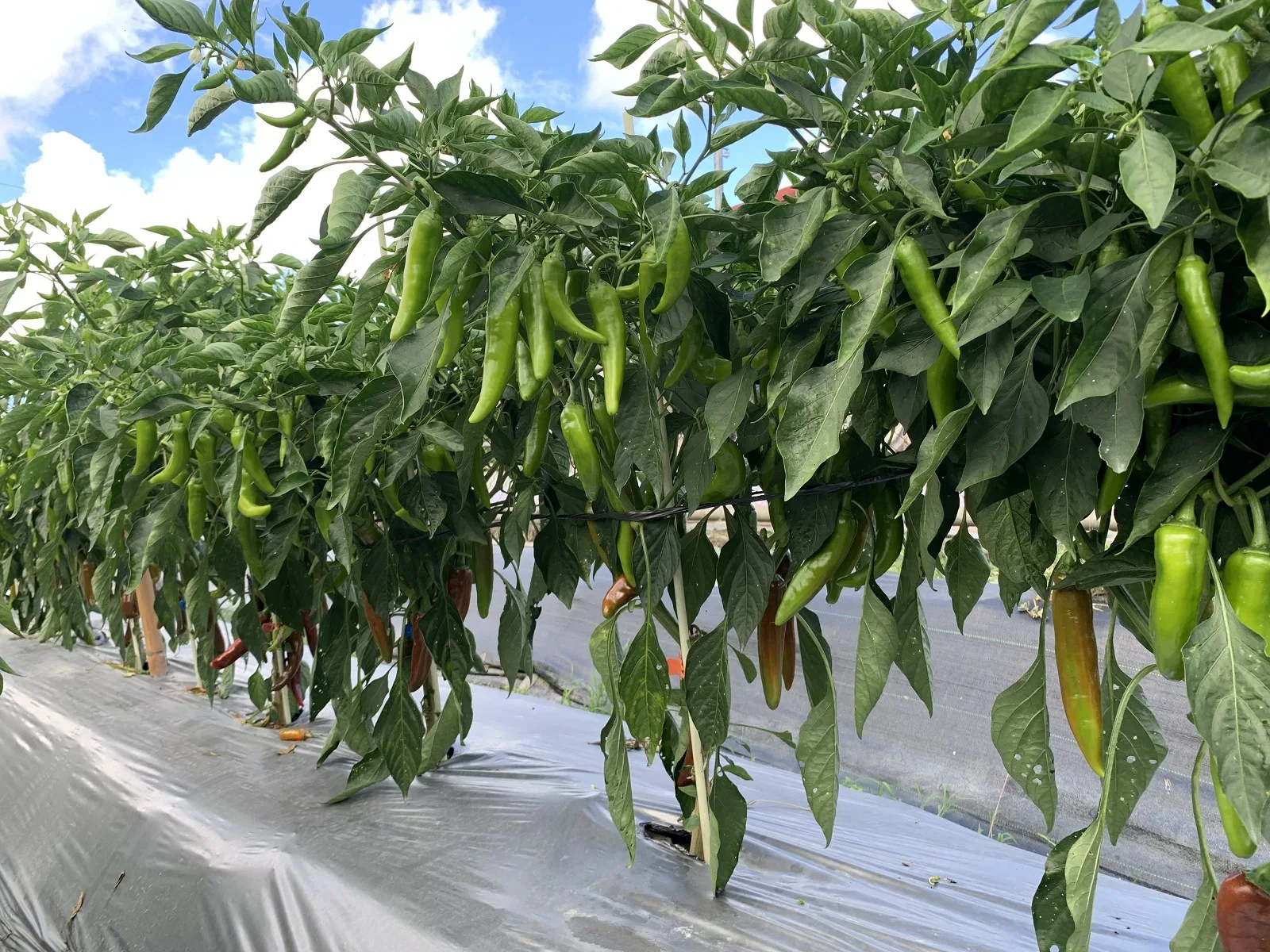 花蓮亞蔬1號「友辛」辣椒新品種植株結實纍纍。農業部花蓮區農業改良場提供