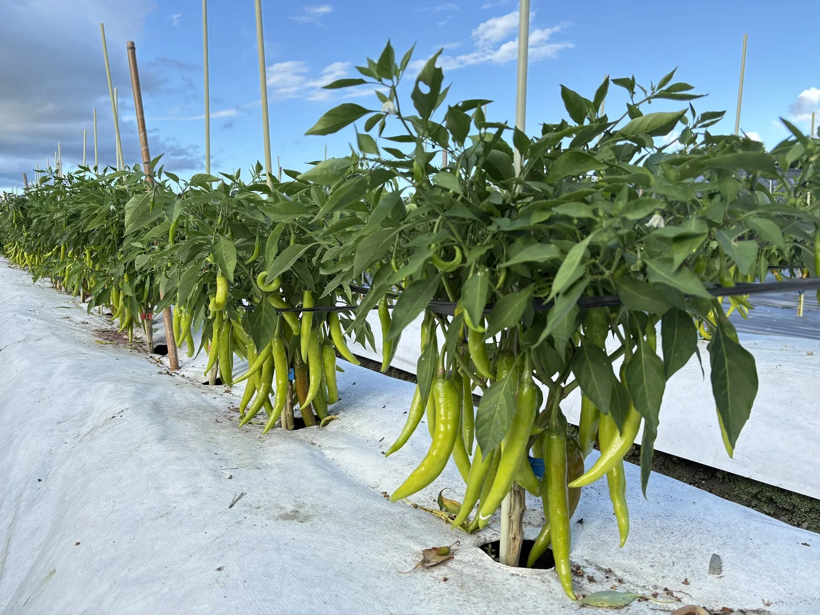 花蓮亞蔬2號「友香」辣椒新品種植株結實纍纍。農業部花蓮區農業改良場提供