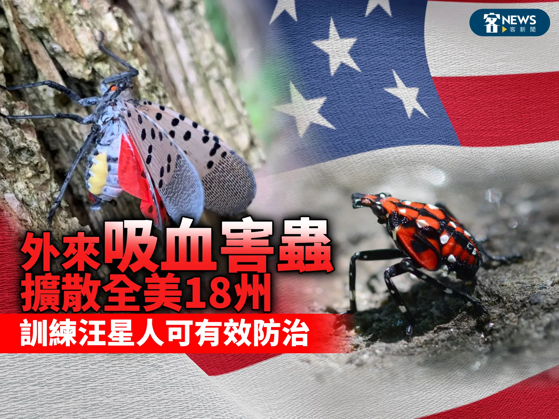 外來「吸血害蟲」擴散全美18州　訓練汪星人可有效防治