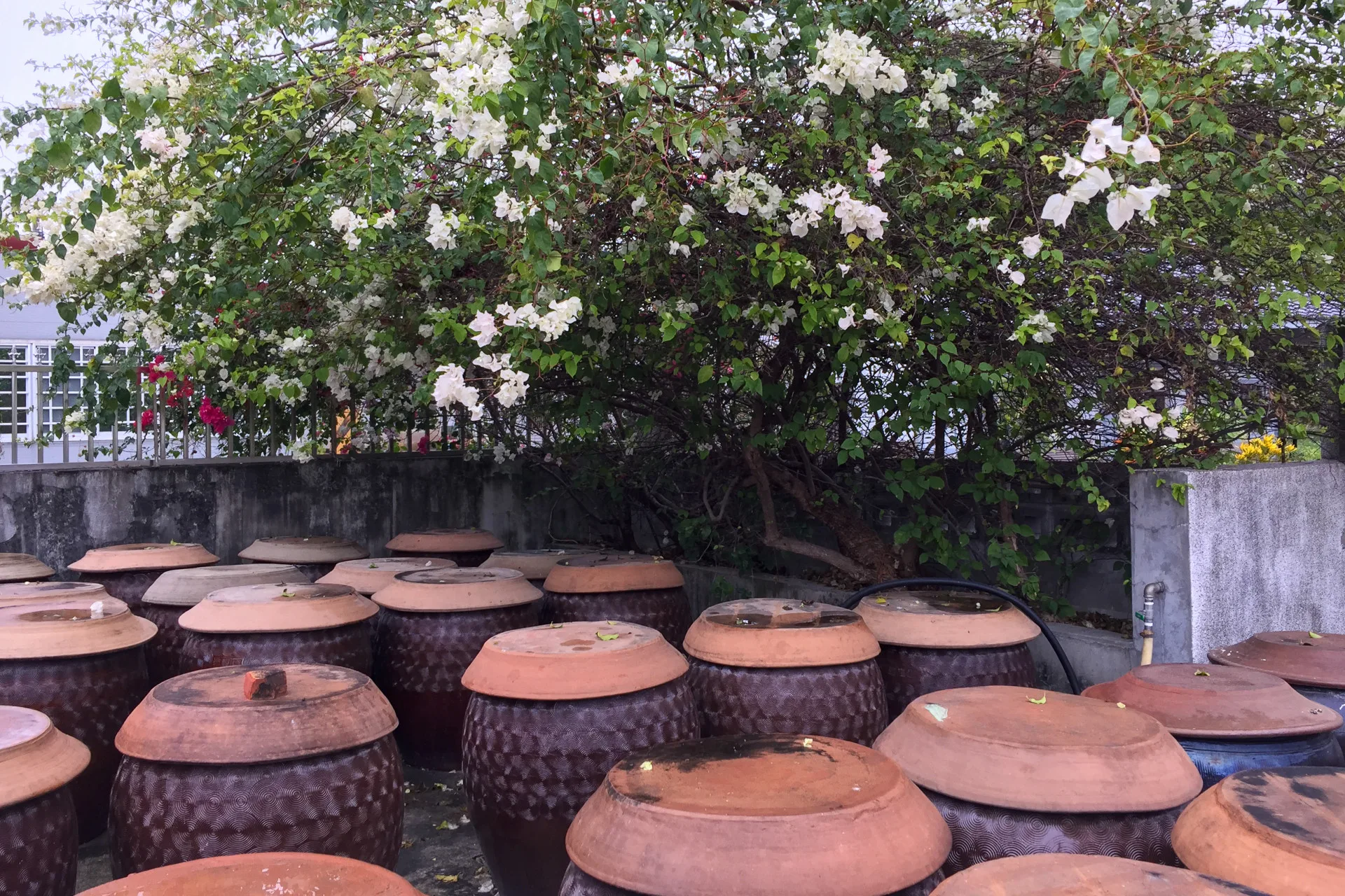 曬蔭缸是南台灣做醬的風景。蕭秀琴攝