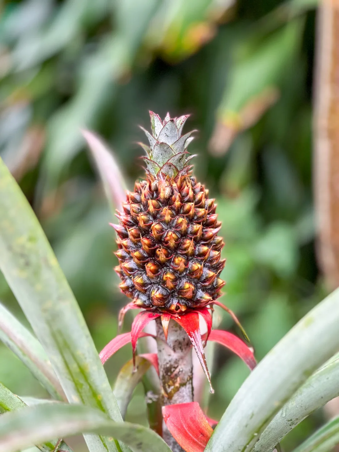 懂得吃的人說，土鳳梨初摘後第二年再生的果實才細緻美味。蕭秀琴攝