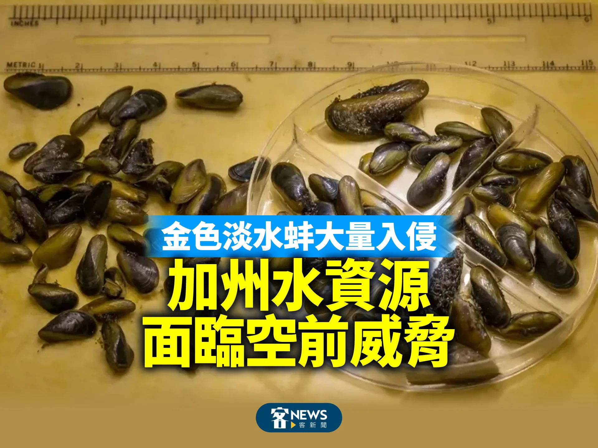金色淡水蚌大量入侵　加州水資源面臨空前威脅