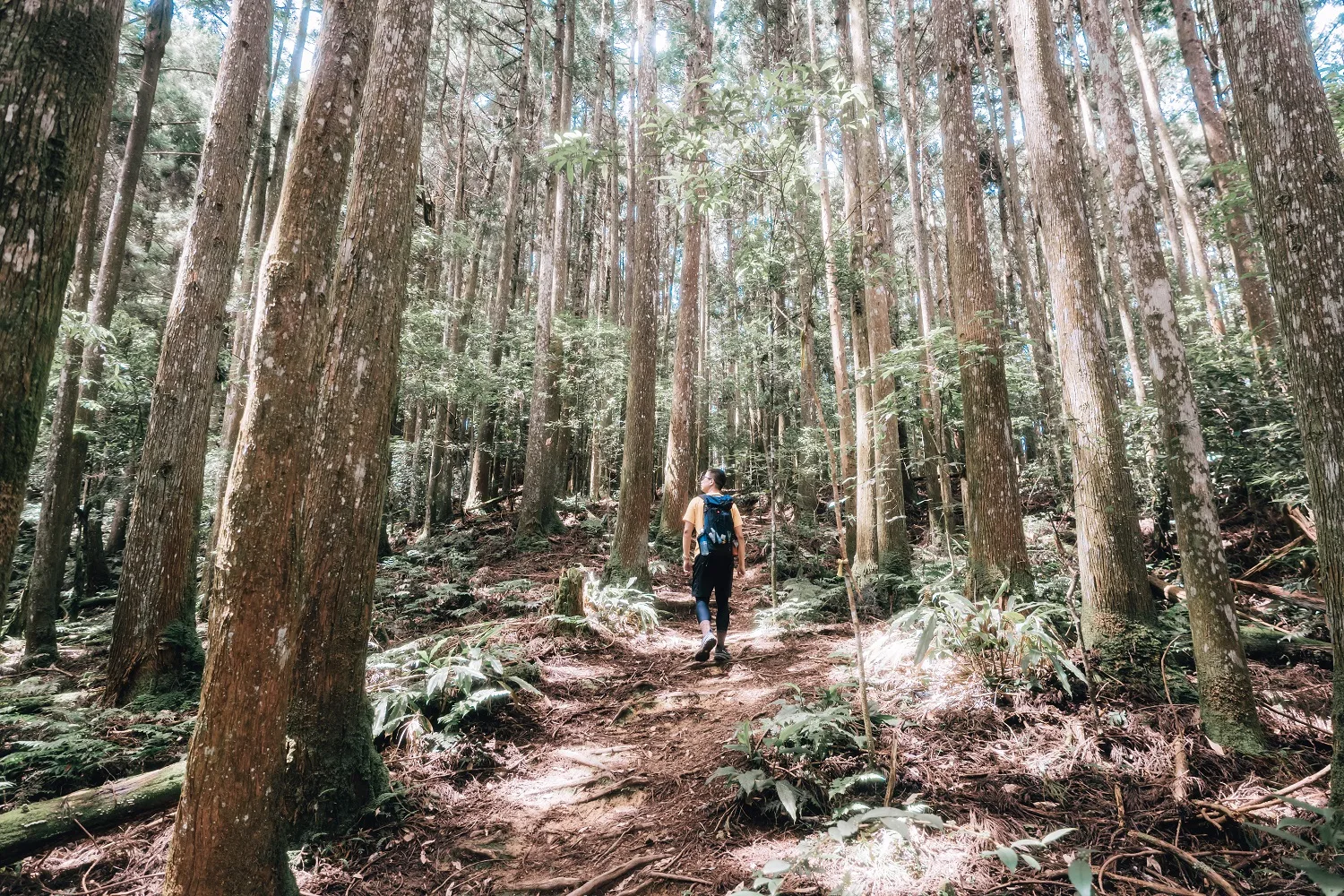 第3位完登者梁偉浩推薦「五峰油羅山步道」,他認為這條步道最具療癒感,林相完整、氣溫涼爽,走起來十分舒適。新竹縣政府提供