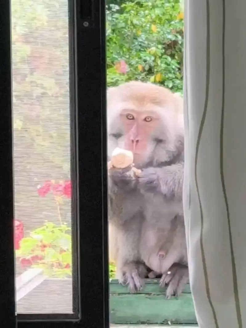 台灣獼猴21日上午潛入台中武陵農場辦公室,不只偷吃茶葉蛋,還貼心地關上紗窗。武陵農場提供