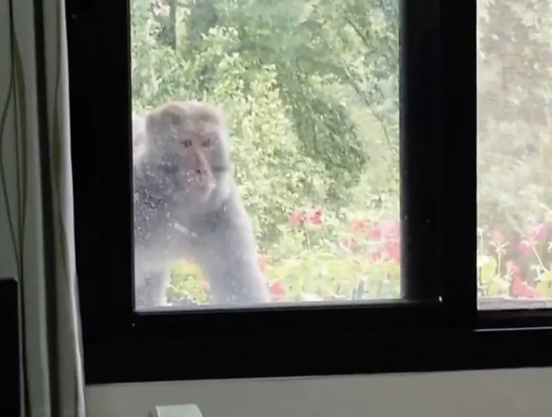 台灣獼猴21日上午潛入台中武陵農場辦公室,不只偷吃茶葉蛋,還貼心地關上紗窗。武陵農場提供