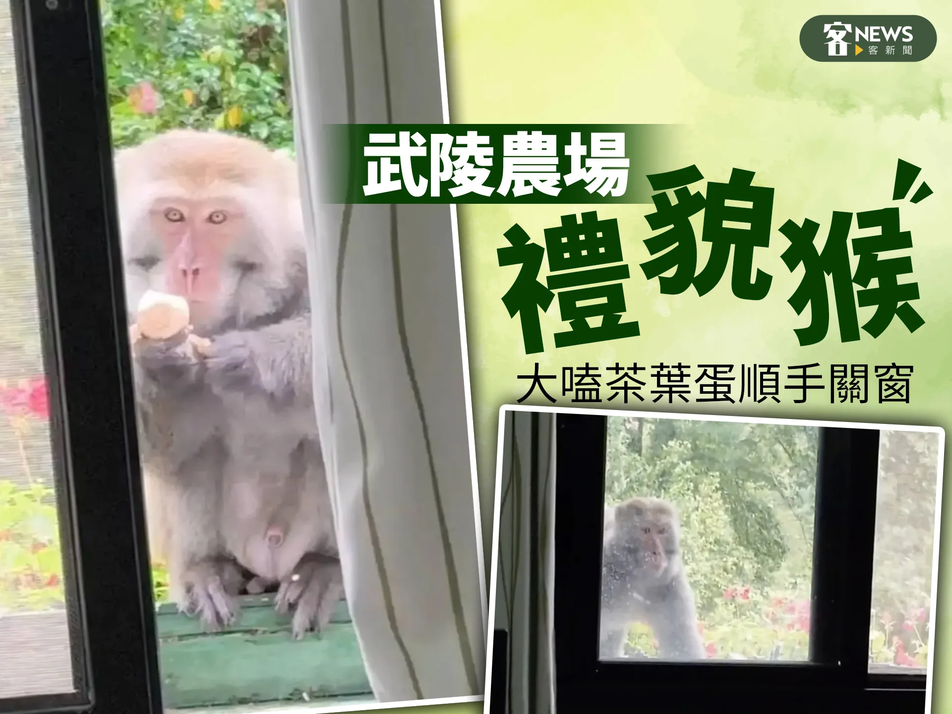 武陵農場「禮貌猴」　大嗑茶葉蛋順手關窗