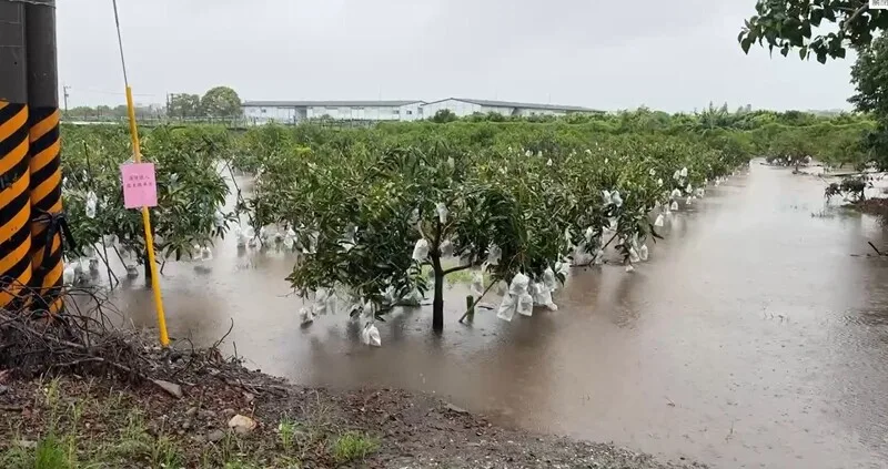 連日豪雨淹農田　台東農改場籲搶收有價值蔬菜