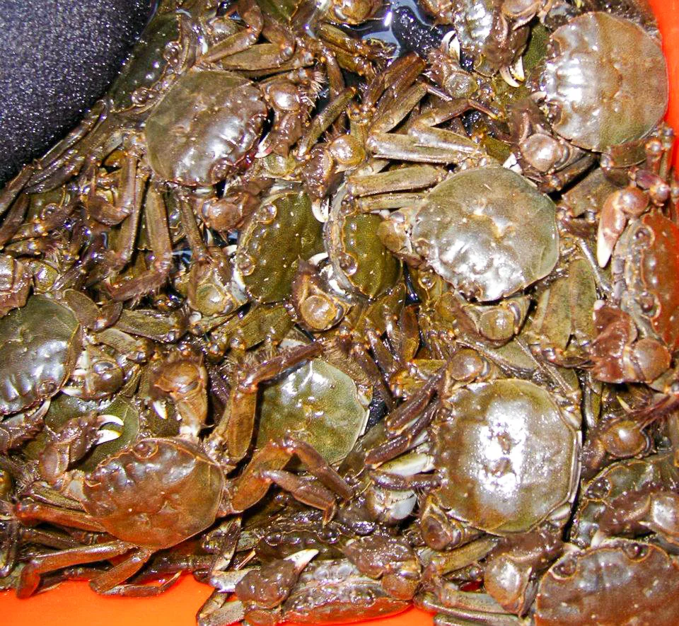 當年放生的鳳山溪毛蟹都相當健康。陳權欣攝