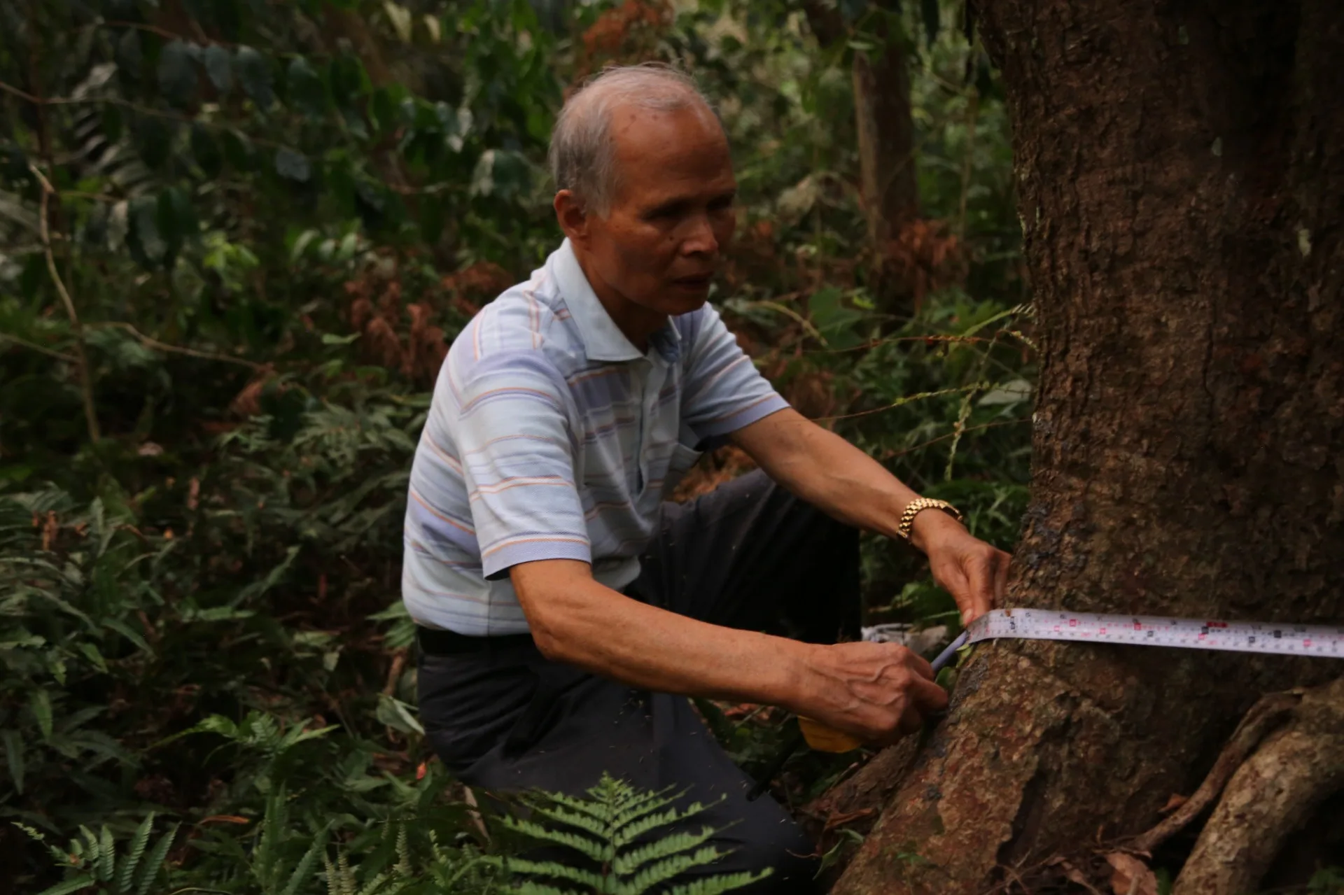 徐仁富於2019年赴惠蓀林場找尋漆樹。翻攝龍南漆器FB