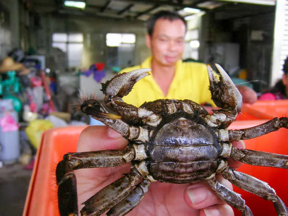 鳳山溪支流的毛蟹長的不錯大的有八兩多。陳權欣攝