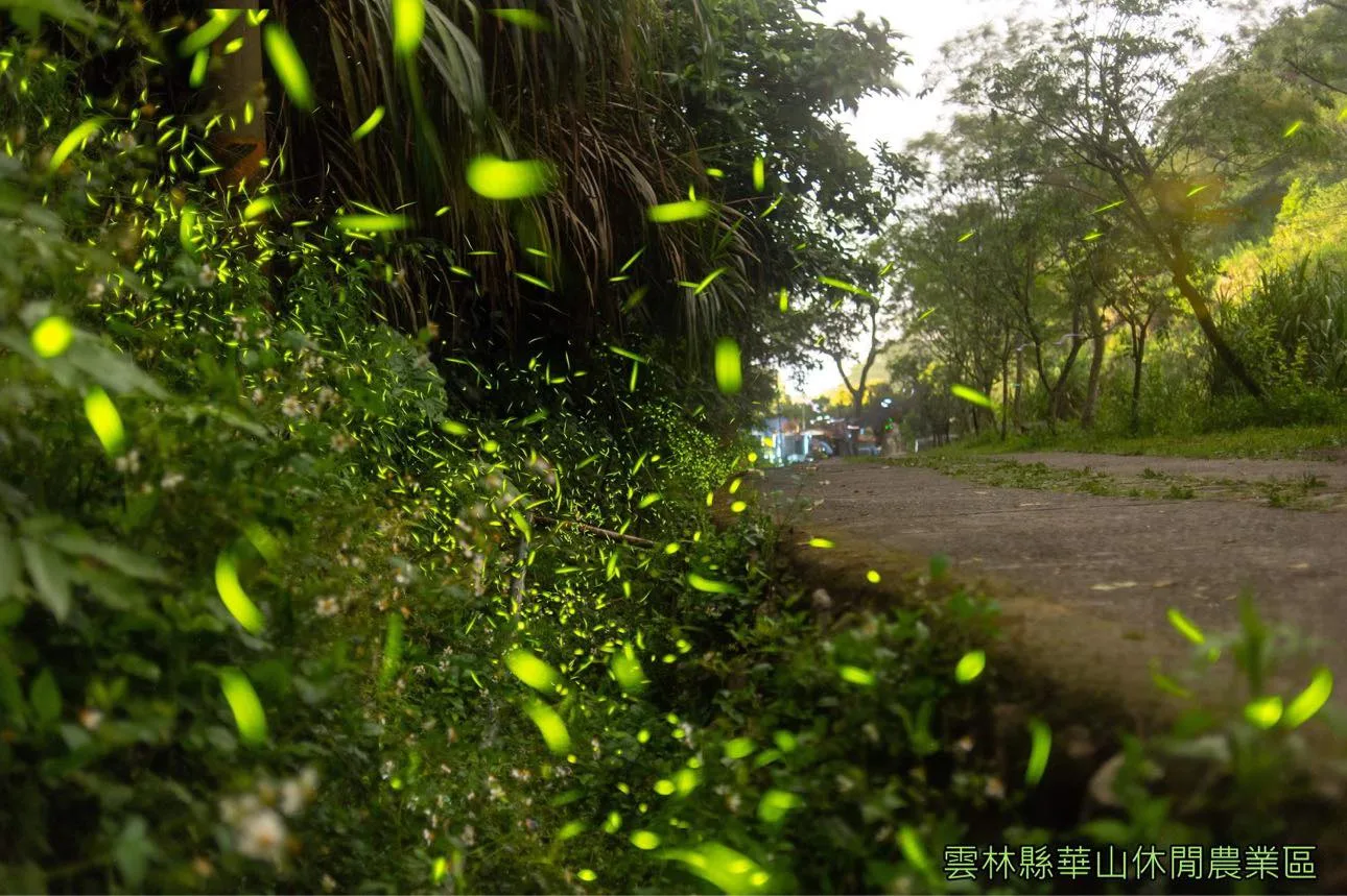 雲林古坑華山地區的螢火蟲近年復育有成。取自雲林縣華山休閒農業區臉書粉絲專頁