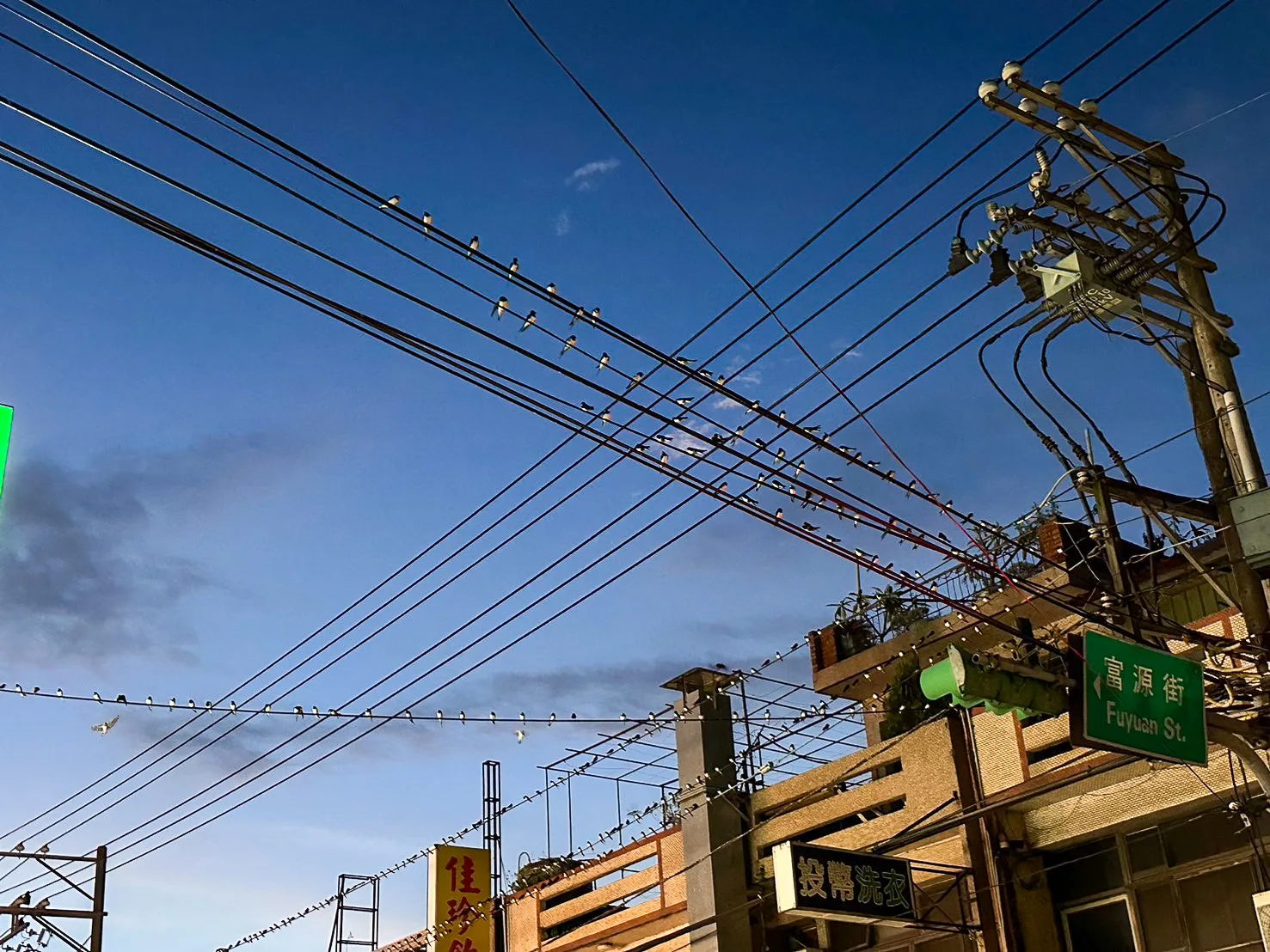 燕仔就會在電線頂，企歸排共下歇睏，無斯斷真會相撞仔咧！邱鴻春攝