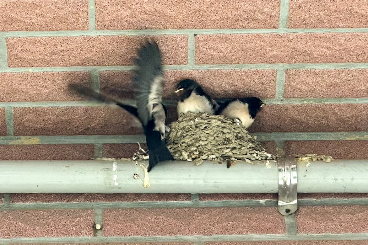 有看著當多燕仔，在該飛上飛下討食鬧熱煎煎。邱鴻春攝