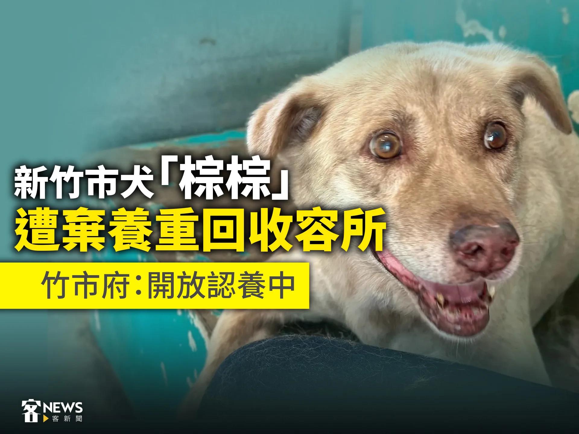 新竹市犬「棕棕」遭棄養重回收容所　竹市府：開放認養中