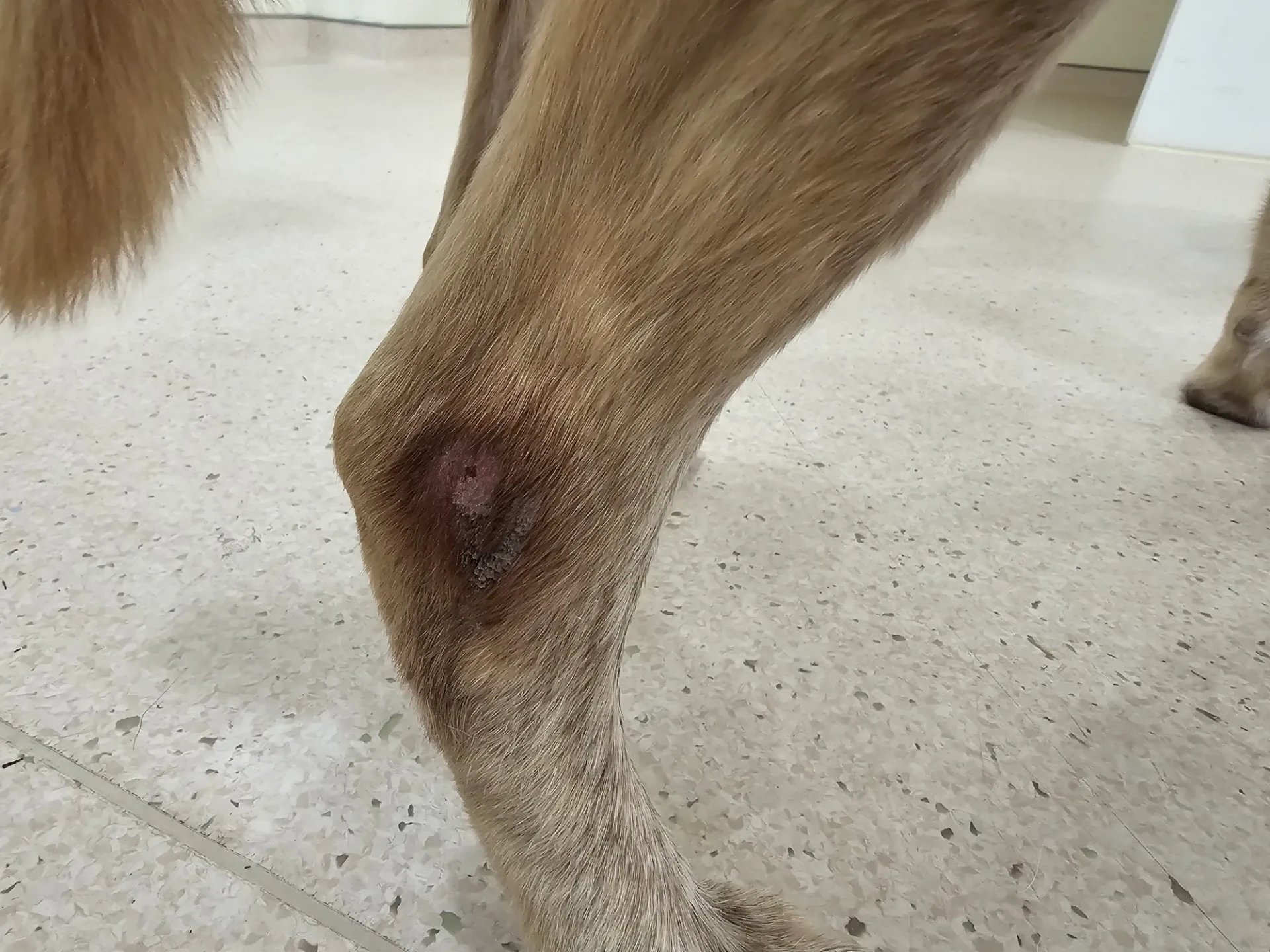 動保志工帶棕棕出門時,發現後腳有無力症狀。翻攝自新竹市保護動物協會志工Ann Wong threads