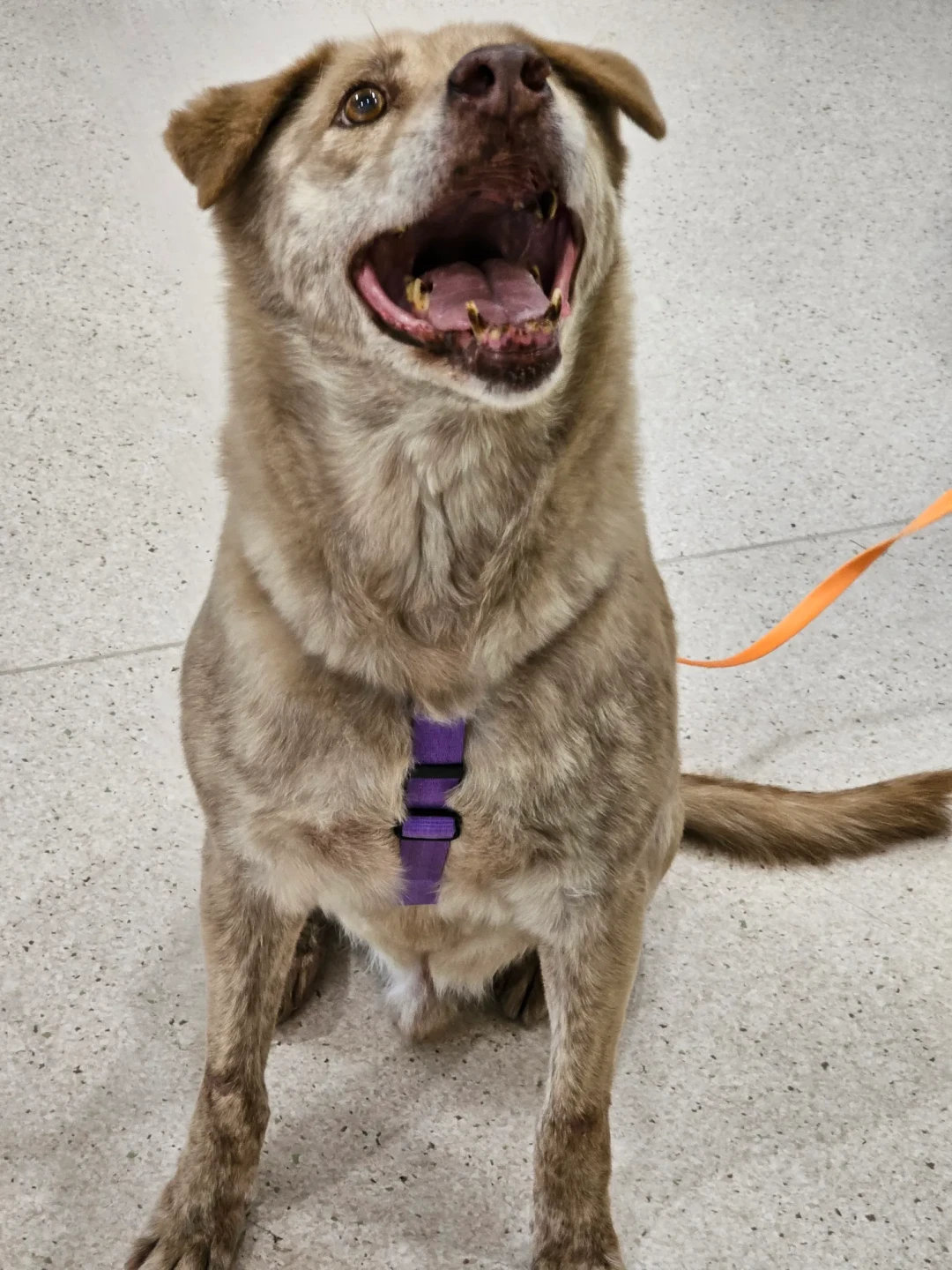 棕棕相當親人可愛。翻攝自新竹市保護動物協會志工Ann Wong threads